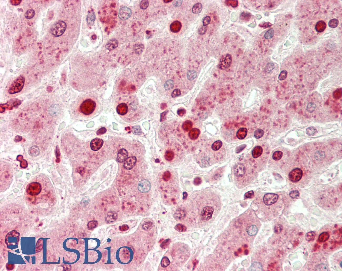 PathPlus™ ENO1 / Alpha Enolase Antibody (clone 9)
