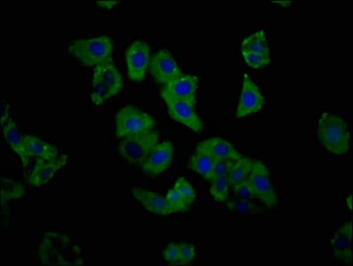 C1GALT1 Antibody