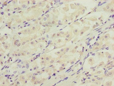 DDIT3 / CHOP Antibody