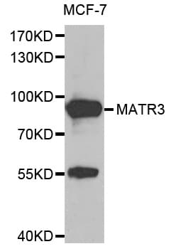 MATR3 / Matrin 3 Antibody