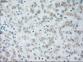 Monoclonal Mouse anti-Human GFAP Antibody (clone OTI4G8, IHC, IF, WB)