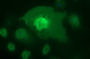 CD44 Antibody (clone OTI1A2, Carrier-free)