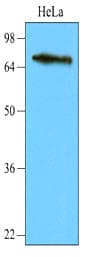 Monoclonal Mouse anti-Human NSD3 / WHSC1L1 Antibody (clone AT7B4, aa383-660, WB)
