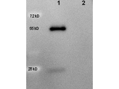 Polyclonal Rabbit Anti-Goat IgG Secondary Antibody (HRP, IHC, WB)