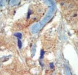 CD135 / FLT3 Antibody (aa33-64)