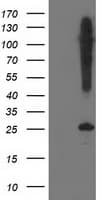 SNAP25 Antibody (clone OTI 1D5)