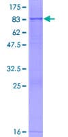 Human GCNT3 Protein (Recombinant GST)
