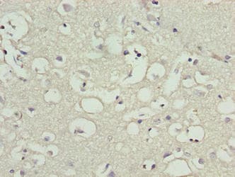 CNIH3 Antibody