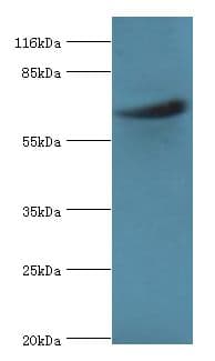 ASH2L / ASH2 Antibody (aa1-534)