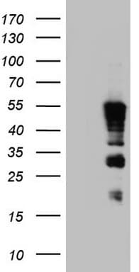 TET3 Antibody (aa241-568, clone OTI15H3)