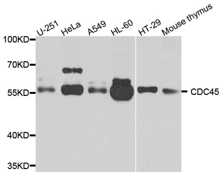 CDC45 Antibody