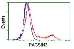 PACSIN3 Antibody (clone OTI4F8, Carrier-free)
