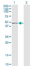 Monoclonal Mouse anti-Human EFTU / TUFM Antibody (clone 1A2, WB)