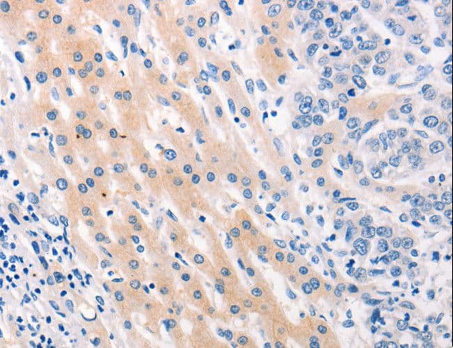Mucin 2 / MUC2 Antibody
