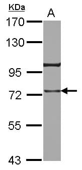 IHC-plus™ TRAP1 / HSP75 Antibody