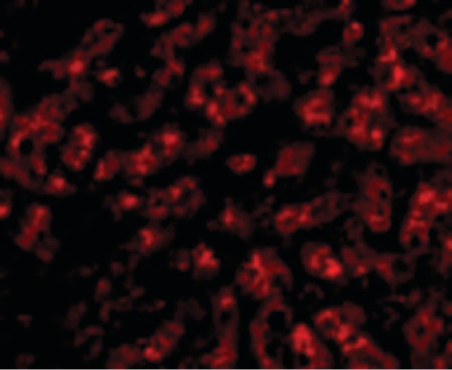 APOA1 / Apolipoprotein A 1 Antibody