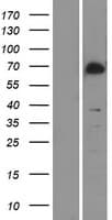 MAP3K7 / TAK1 Protein (Over-Expression Lysate Myc-DDK (Flag))