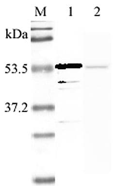 NAMPT / Visfatin Antibody