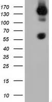 BTN1A1 Antibody (clone OTI5E6)