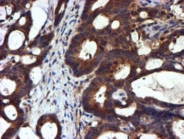 NDUFAF7 Antibody (clone OTI4A5, Carrier-free)