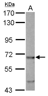 Polyclonal Rabbit anti-Human EHD4 Antibody (WB)
