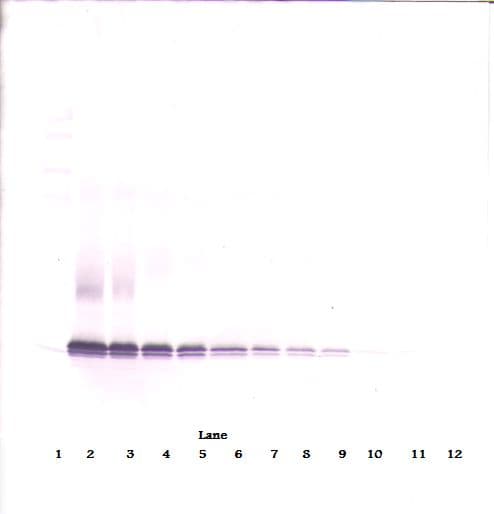 CCL21 / SLC Antibody