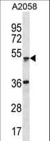 Polyclonal Rabbit anti-Human ZSCAN21 / Zipro1 Antibody (aa241-270, WB)