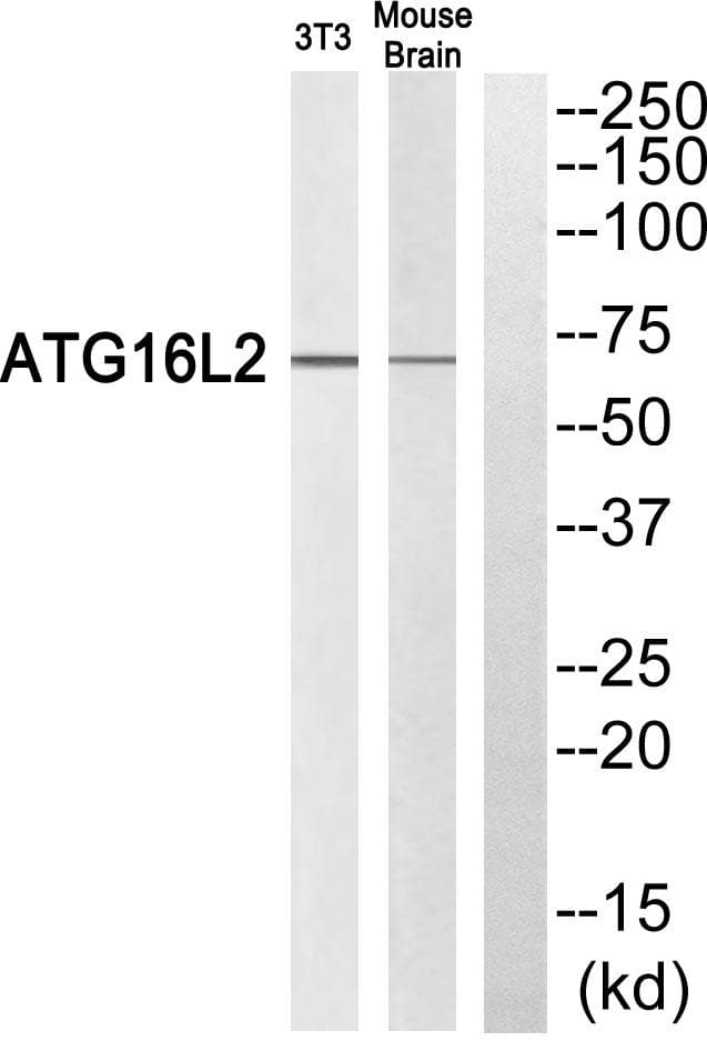 Polyclonal Rabbit anti-Human ATG16L2 Antibody (WB)