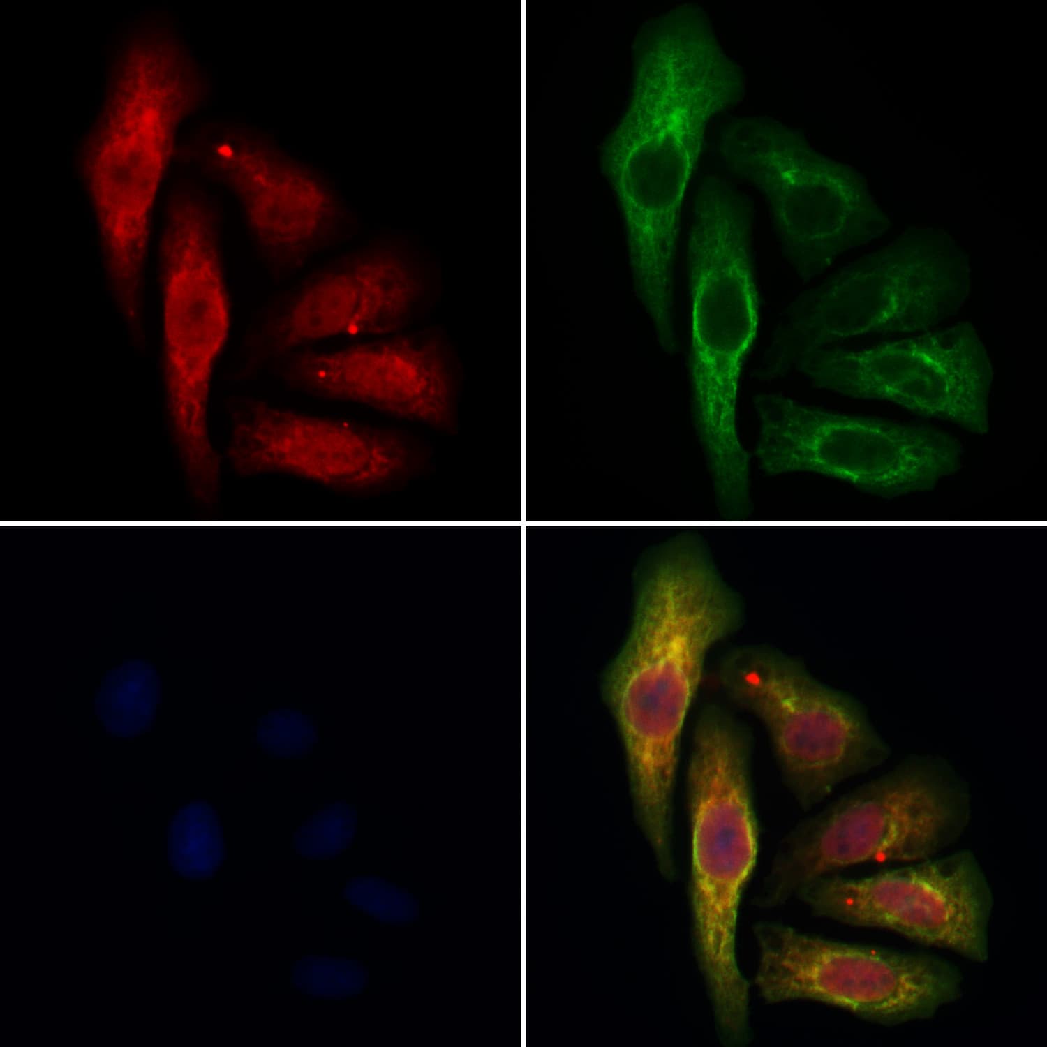 NELL1 Antibody