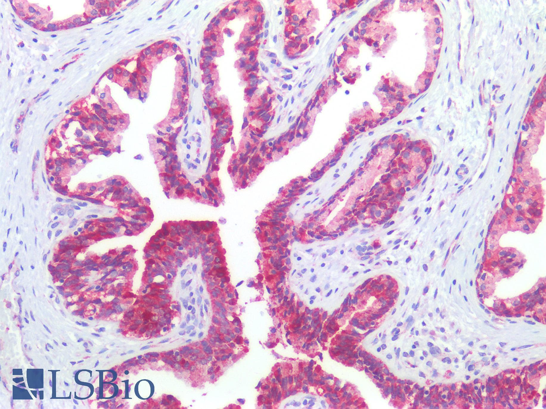 Polyclonal Rabbit anti-Human TGFB3 / TGF Beta3 Antibody (aa24-300, IHC, WB)