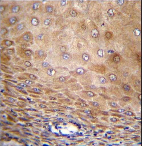 TMEM43 Antibody (aa195-223)