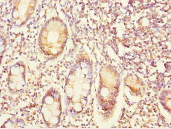EYA3 Antibody
