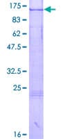 Human GCP3 / TUBGCP3 Protein (Recombinant GST)