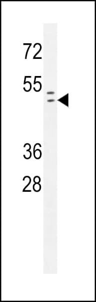 Polyclonal Rabbit anti-Human RAD9A / RAD9 Antibody (Ser387, IHC, IF, WB)