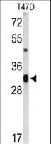 IHC-plus™ CD47 Antibody (aa288-315)