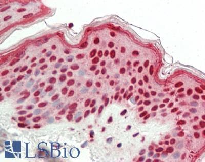IHC-plus™ SFPQ Antibody (aa225-275)