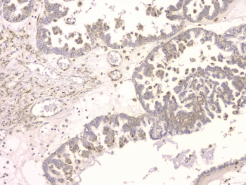 SRCIN1 / SNIP Antibody
