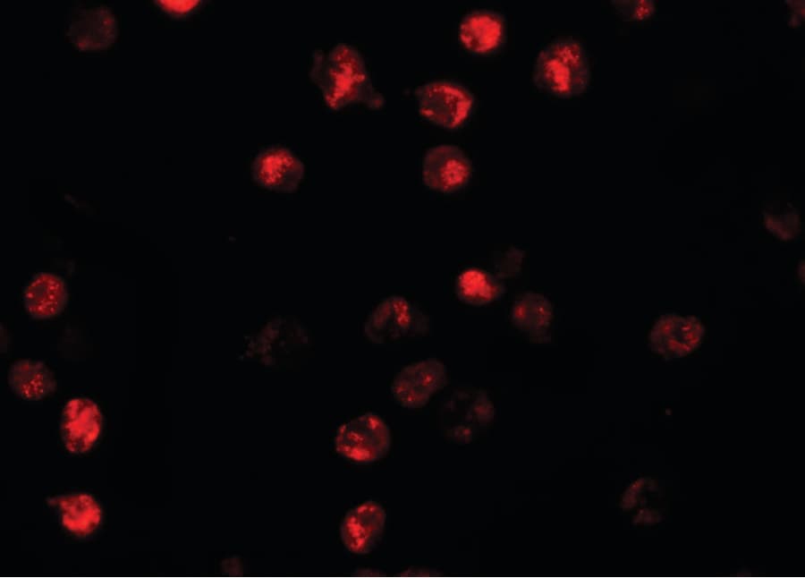 IHC-plus™ NLRP13 Antibody