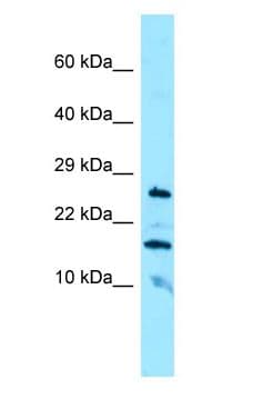 Polyclonal Rabbit anti-Human CBLN3 / Cerebellin 3 Antibody (aa48-97, WB)
