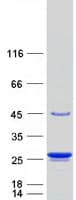 Human TAGLN3 / Neuronal Protein 22 (Recombinant Myc-DDK (Flag))