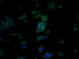 FAHD2A Antibody (clone OTI5E9)