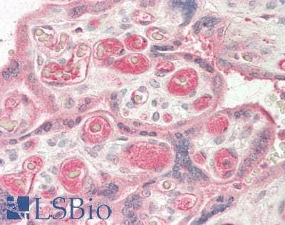 IHC-plus™ TNFSF12 / TWEAK Antibody
