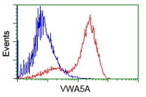 VWA5A Antibody (clone OTI3B2)