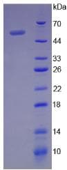 Mouse SERPINF1 / PEDF Protein (Recombinant His-S)