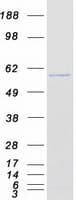 Human KPNA6 Protein (Recombinant Myc-DDK (Flag))