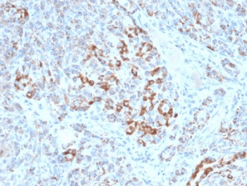 FXN / Frataxin Antibody (clone FXN/2124, Ready-to-Use)