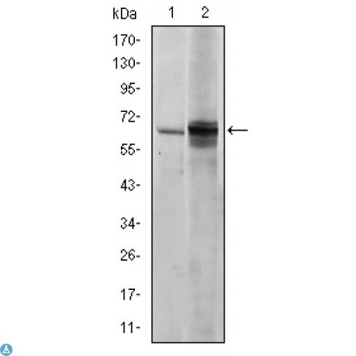 SYN / FYN Antibody