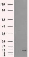 ID3 Antibody (clone OTI10D3)