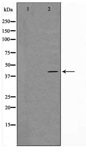 c-Maf Antibody