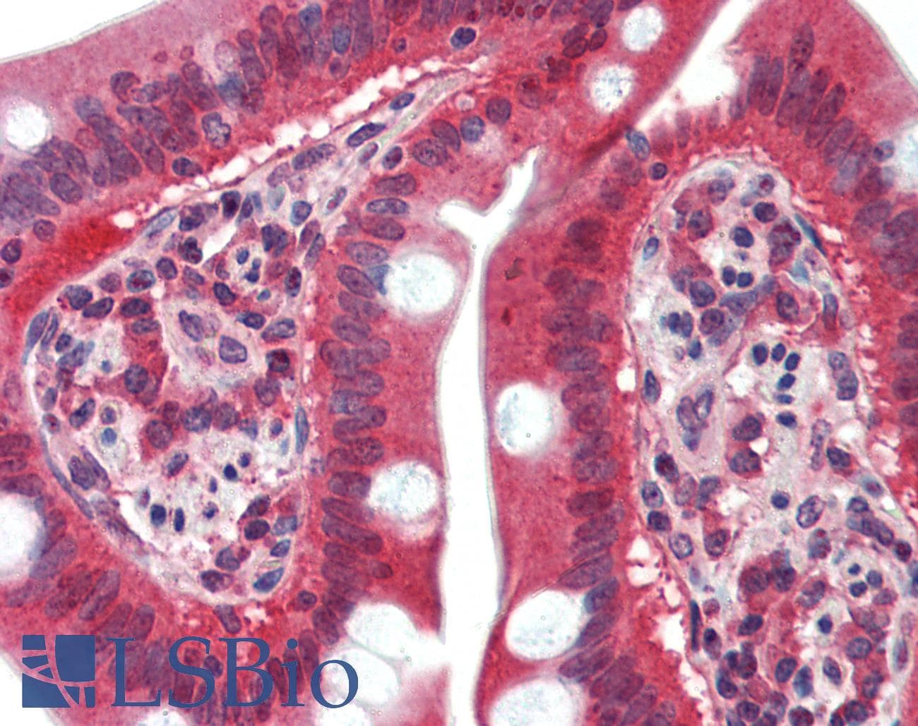 IHC-plus™ SUSD2 Antibody (N-Terminus)